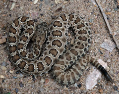 Snakes Of South Dakota Reptiles Reptile Gardens