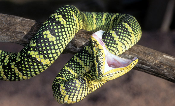 viper snakes facts