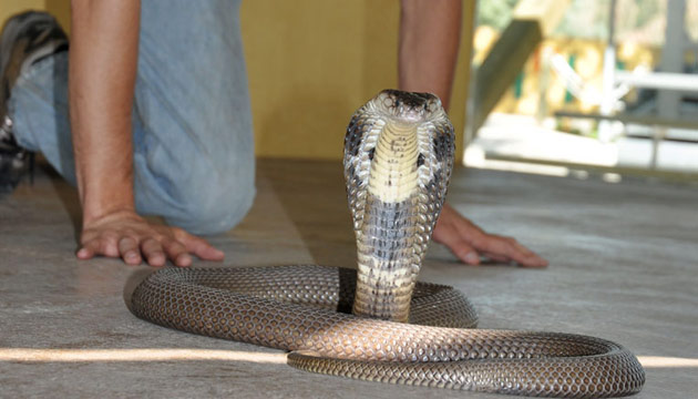 Snake Demonstration | Snake Handling | Reptile Gardens