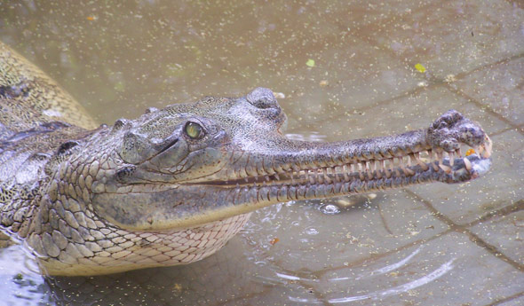 Learn about crocodilians | Reptile Parks | Reptile Gardens