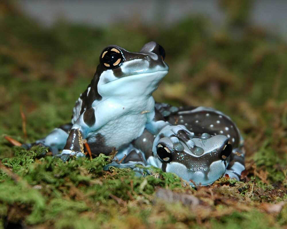 Top 127 + Webbed feet animals frog - Lifewithvernonhoward.com