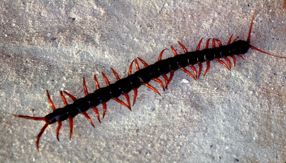 Centipede