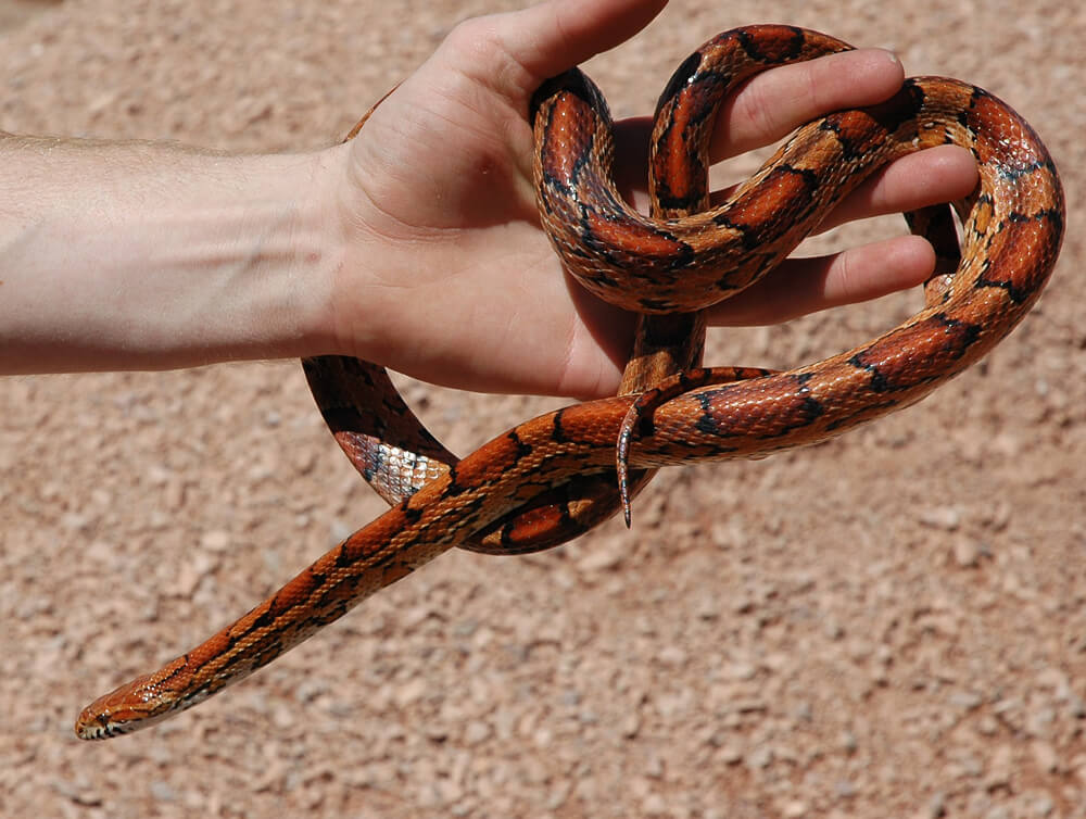 red-ratsnake.jpg