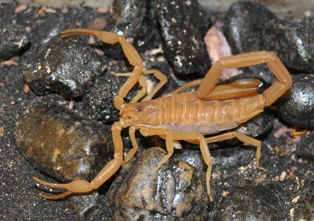 Bark Scorpion | Gallery | Reptile Gardens