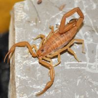 Bark Scorpion