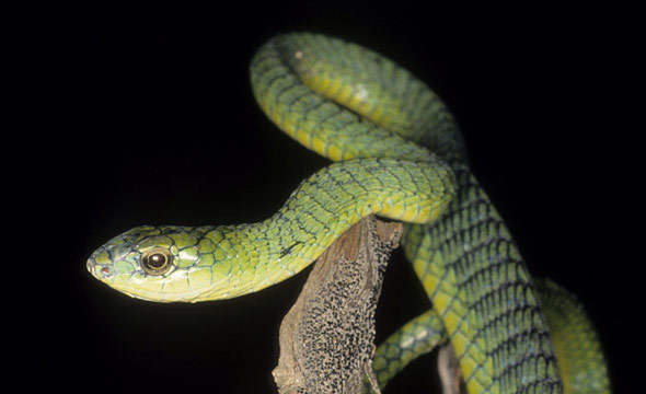 Learn about Snakes | Snake Information | Reptile Gardens