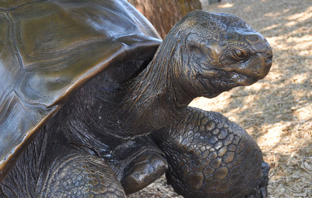 Methuselah | Galapagos Tortoise | Reptile Gardens